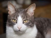 美国硬毛猫多少钱一只?有什么迷人特点?