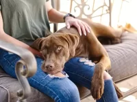 为什么我起床时狗狗马上会抢占主人的位置？