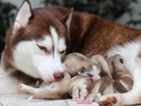 狗会吃自己的孩子吗?母狗会吞食新生狗崽的八大原因