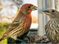 家朱雀属于什么科类?哪里可以找到家朱雀?