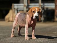 狗狗是如何患上疥癣的病?犬疥癣病的成因与防治策略详解!