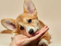 狗狗舔你的手是与你交流的一种方式吗?狗狗频繁舔你手的6个原因!