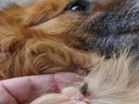 如何有效立即杀死狗身上的蜱虫?这篇教你最快最彻底的解决办法!