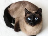 暹罗猫正常价格多少钱一只?每个颜色的暹罗猫都一样价吗?