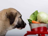狗可以吃蔬菜之类的吗?11种适合狗狗安全食用的蔬菜!