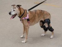 什么原因导致老年犬后腿无力?从病因到护理的全攻略!