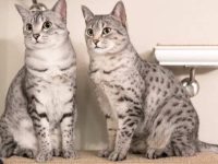 埃及猫多少钱一只?埃及猫的性格及养护知识!