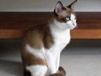 雪鞋猫正常价格要多少钱一只?雪鞋猫起源于哪个国家?