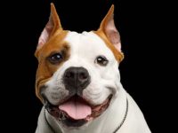 狗狗竖起耳朵的9个主要原因以及它们的含义