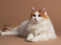 土耳其安哥拉猫要多少钱一只?土耳其安哥拉猫的寿命及性格全解析!