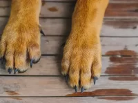 狗爪的奥秘揭示:关于狗爪你不知道的18件事