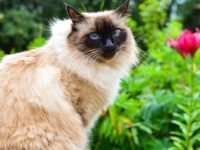 巴厘猫多少钱一只?巴厘猫的寿命与性格全解析!