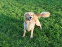 狗狗“微笑”的5个原因及其背后的深意