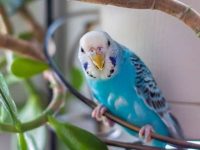 虎皮鹦鹉原产于哪个国家?关于虎皮鹦鹉的4个惊人秘密!