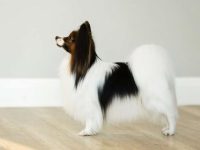 狗狗盯着墙壁的8个原因,资深的铲屎官都未必全知道!