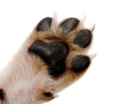 是什么让狗的爪子有气味?狗狗爪子红肿脚臭的治疗方法与护理指南