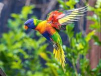 吸蜜鹦鹉的历史起源在哪?吸蜜鹦鹉的优缺点及性格分析!