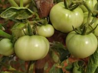 狗不能吃的水果和蔬菜有哪些?11种可能使你的狗狗中毒的蔬菜