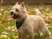 绿野仙踪里的托托是什么品种的狗?