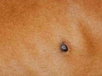 狗狗身上有疙瘩是怎么回事?如何正确处理与预防?