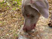 为什么狗狗会爱吃土?揭秘背后原因和科学应对方法!