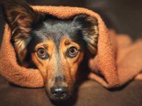 狗狗为什么舔毯子?狗狗吮吸毯子是正常的吗?