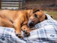 狗狗寿命不如人类的三个原因以及如何延长它们的寿命