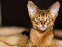 阿比西尼亚猫多少钱一只?阿比西尼亚猫必知的性格特点!