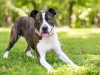 狗狗为何突然在床上撒尿?狗狗尿床的成因与解决方法!