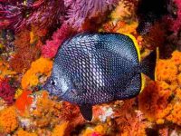 锻铁蝴蝶鱼分布在哪个地区?锻铁蝴蝶鱼的繁殖和寿命解读!