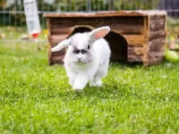 饲养指南:养宠物兔前你需要知道的9件事