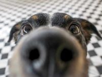 狗狗的嗅觉到底有多强?狗狗最讨厌的12种气味!