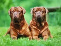 盘点世界上9种最大的犬种,每一种都有大用处!