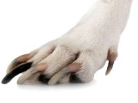 狗狗到底有多少个脚趾头?所有的狗都有五个脚趾吗?