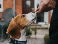 新手养狗完全指南:新手面临的挑战与周全准备