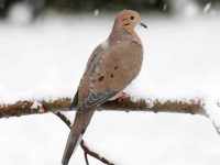 哀鸽属于什么科类?哪里可以找到哀鸽?