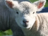 娃娃羊的起源来自哪里?关于可爱的娃娃羊的9个有趣事实!