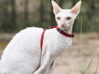 柯尼斯卷毛猫多少钱一只?柯尼斯卷毛猫的起源与特征!