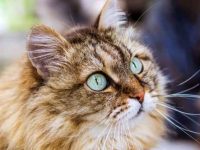 西伯利亚猫要多少钱一只?西伯利亚猫的性格及养护攻略!