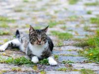 猫品种类型有哪些?猫咪性格与生活特征大盘点!