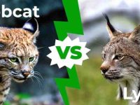 山猫与猞猁:它们之间的主要区别是什么?