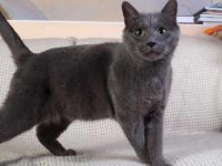 俄罗斯蓝猫要多少钱一只?俄罗斯蓝猫有哪些优秀特征?