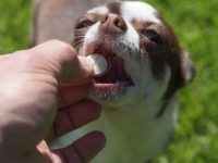 氟西汀对狗狗安全吗?氟西汀有哪些风险与副作用?