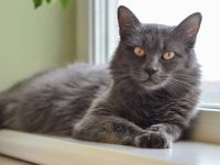 尼伯龙猫多少钱一只?有什么魅力与特点?