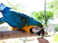 鹦鹉寿命一般在多少年左右?常见的鹦鹉种类及其特征详解!