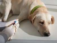 狗狗白细胞数值高的7个原因及科学应对方法