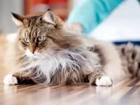 西伯利亚猫会引起过敏吗?关于西伯利亚猫的优缺点与健康解读!