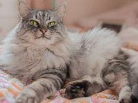 缅因猫要多少钱一只?缅因猫的寿命与性格全解析!