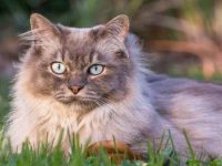 蒂凡尼猫要多少钱一只?蒂凡尼猫的性格特点深度解析!