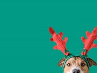 电影《圣诞怪杰》里的麦克斯是什么品种的狗狗?